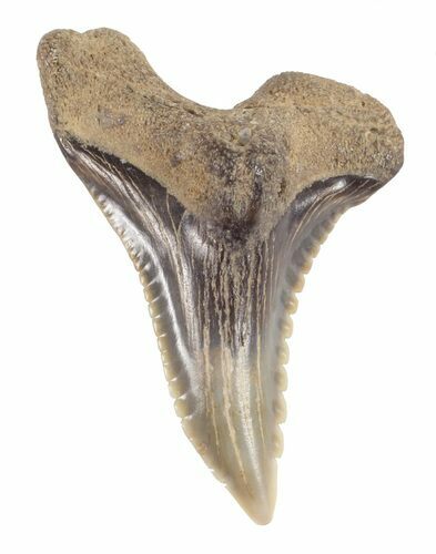 Hemipristis Shark Tooth Fossil - Virginia #61603